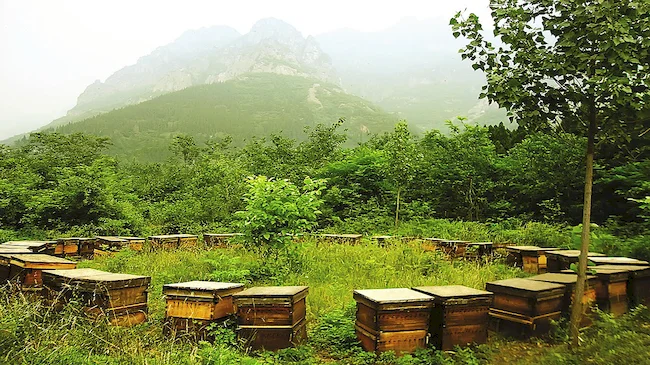 Bee farm for buckwheat honey
