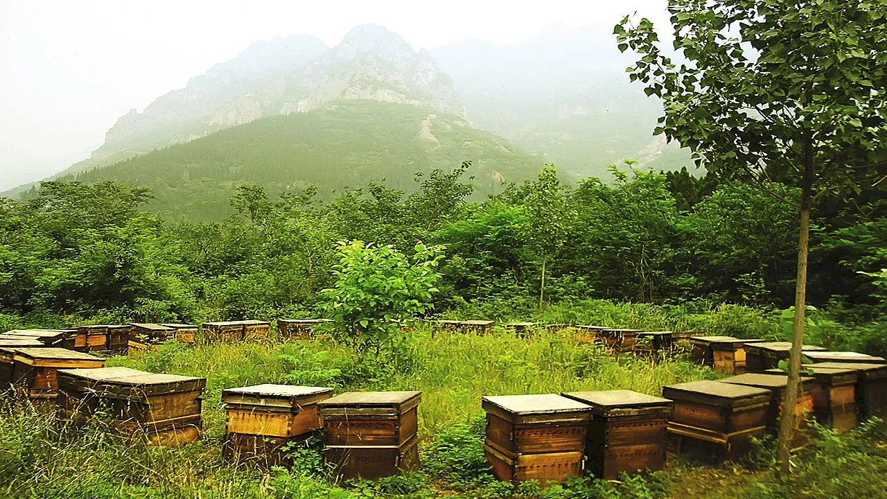 Huikangpin Apiary