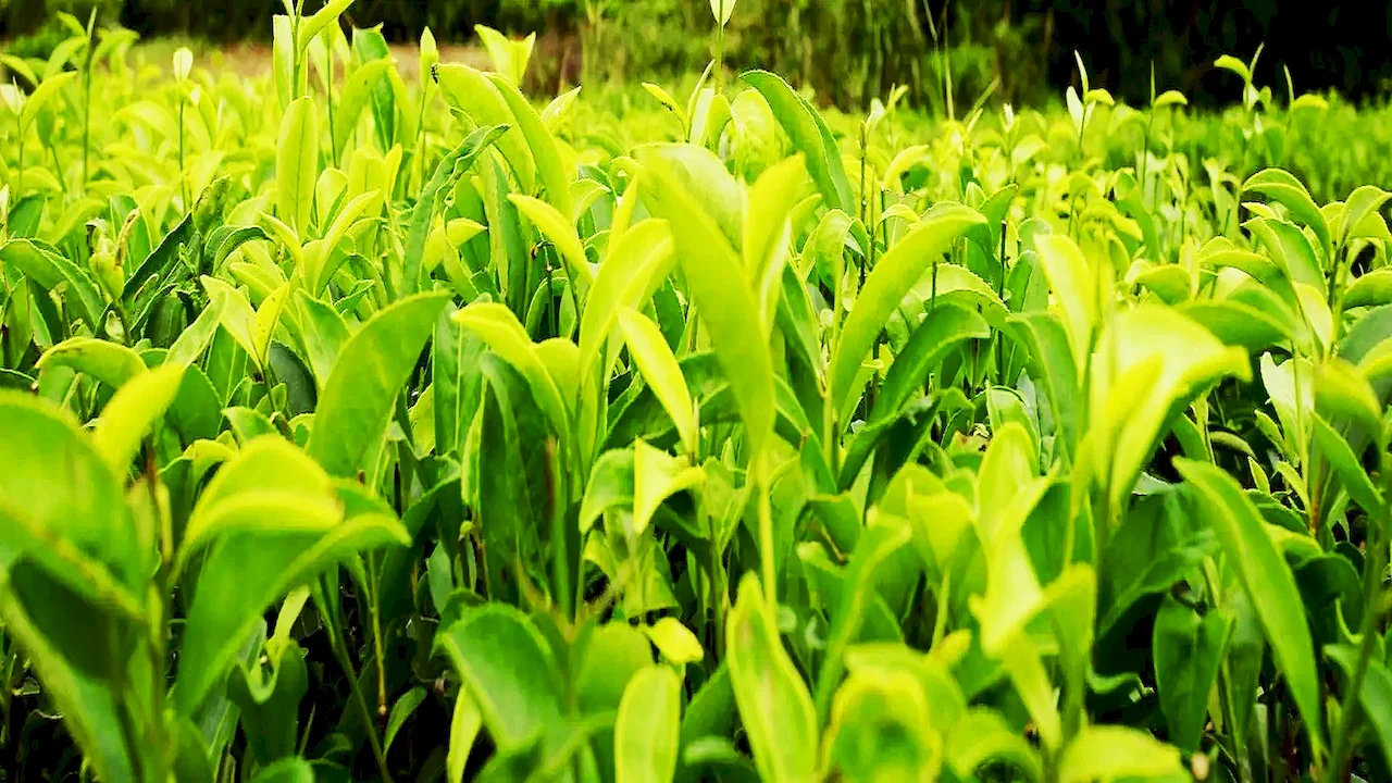 Green Tea extract
