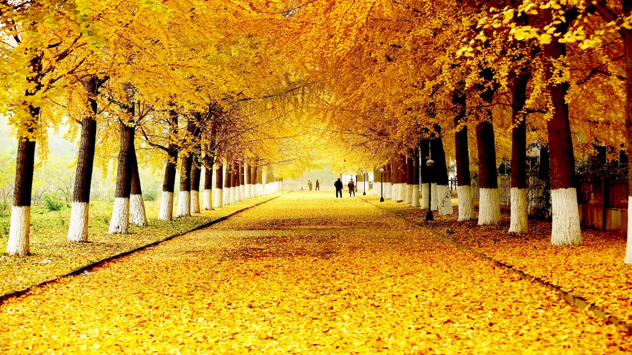 Ginkgo Biloba Extract