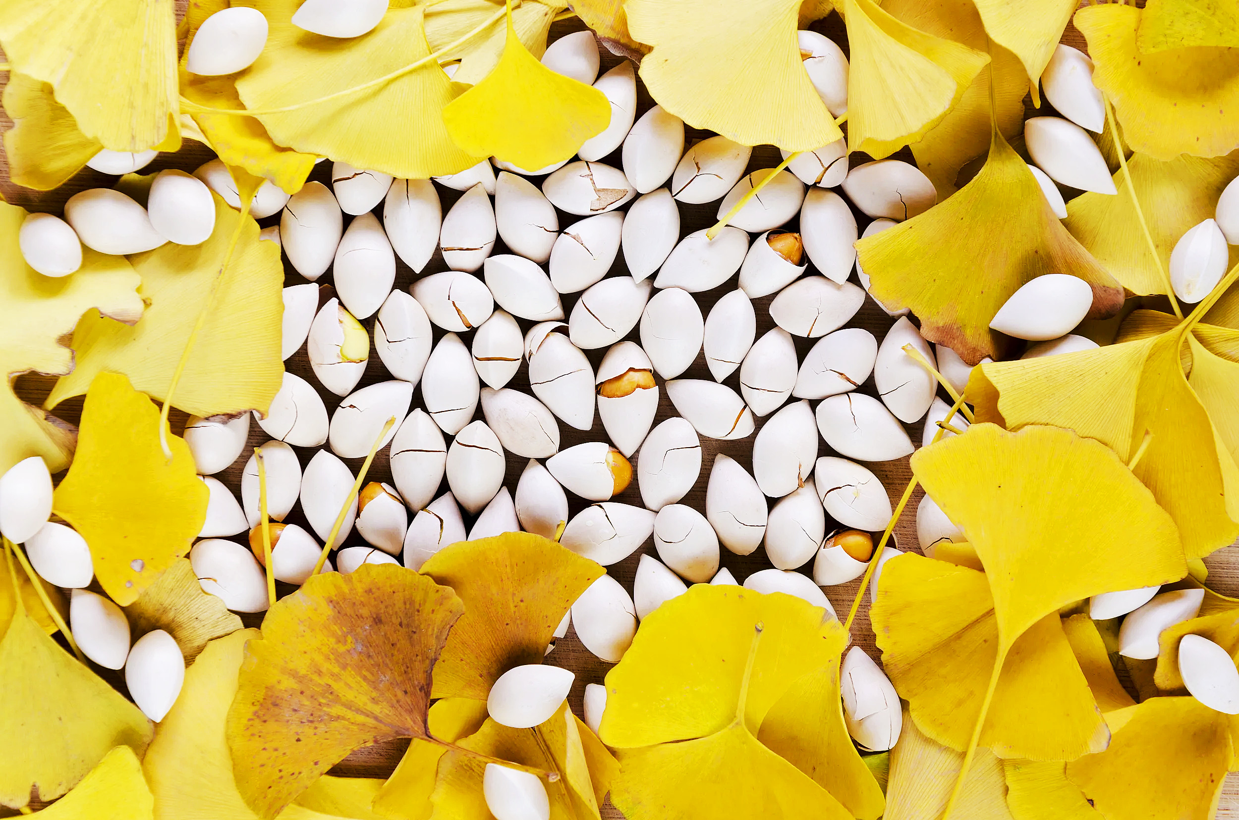 Ginkgo Biloba fruit Extract