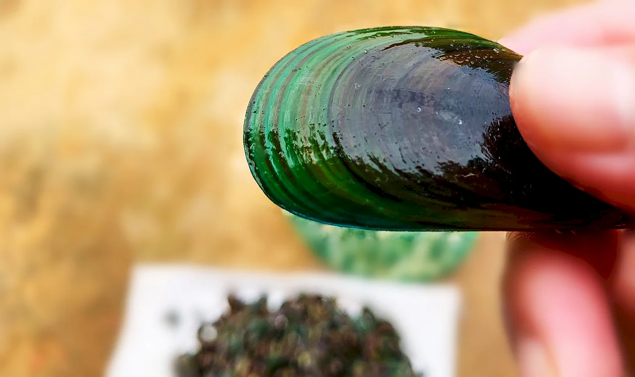 Green Lipped Mussel 
