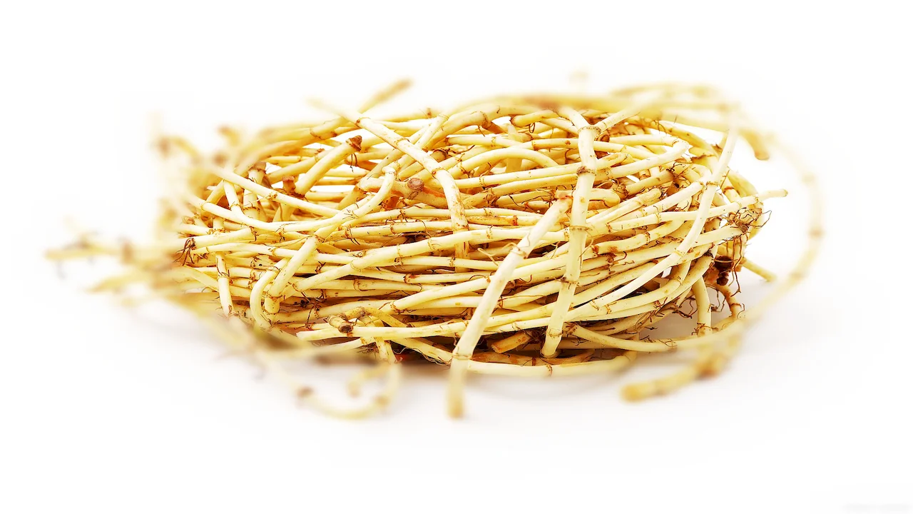 Houttuynia Extract root