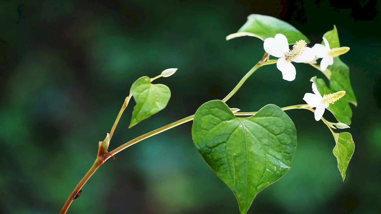 Houttuynia Extract extract