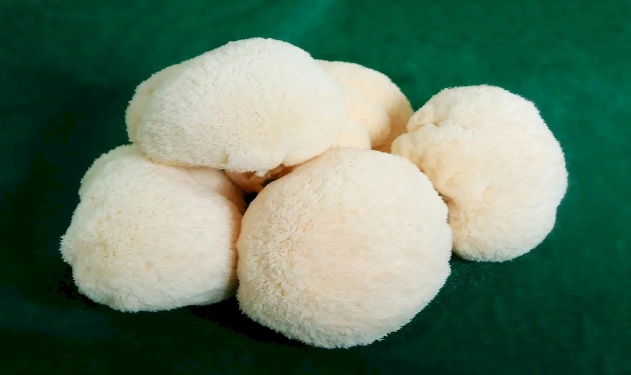 Organic Lion's Mane Mushroom