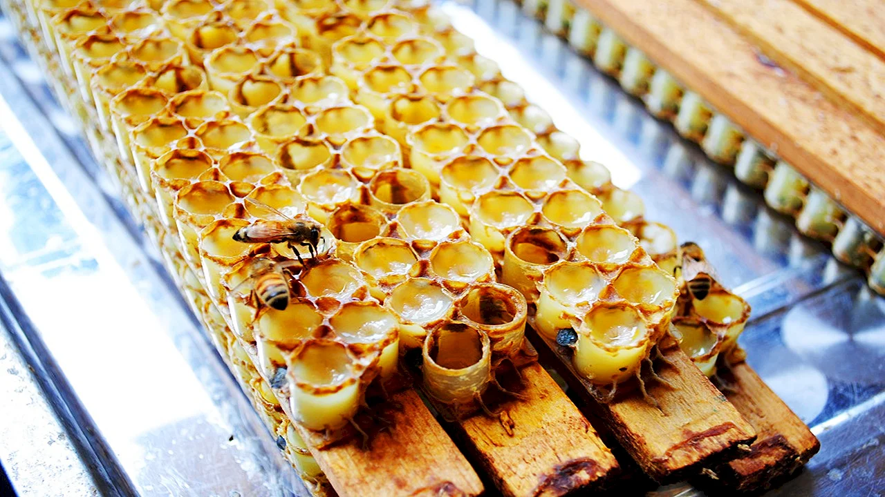fresh royal jelly