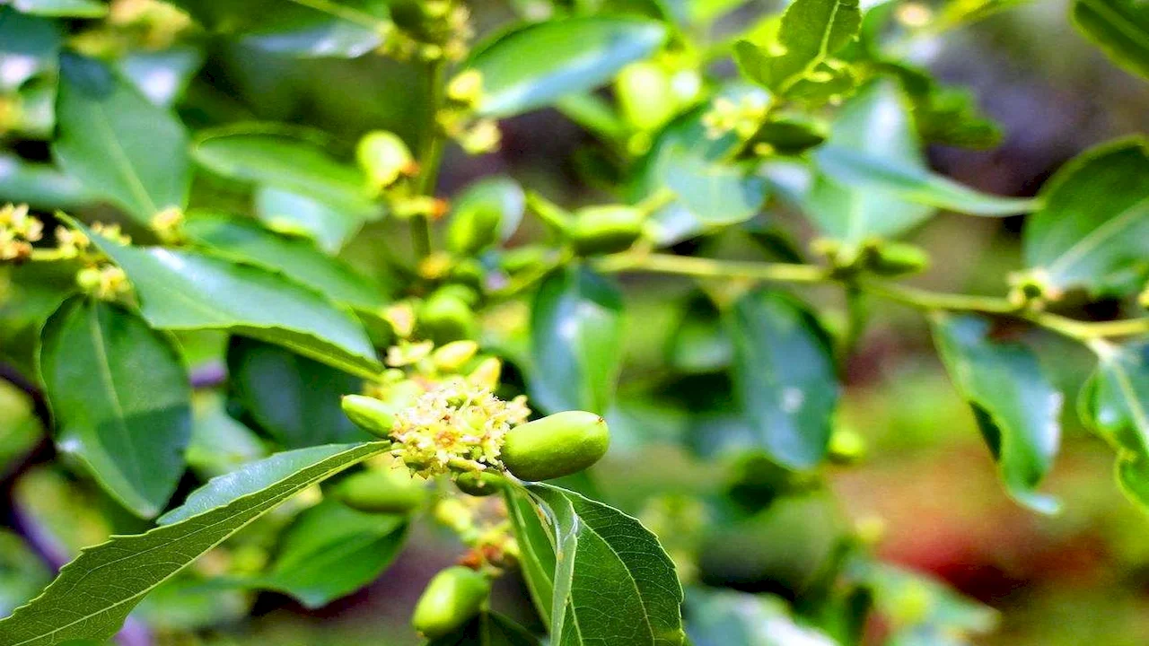 Yemen Sidr Honey