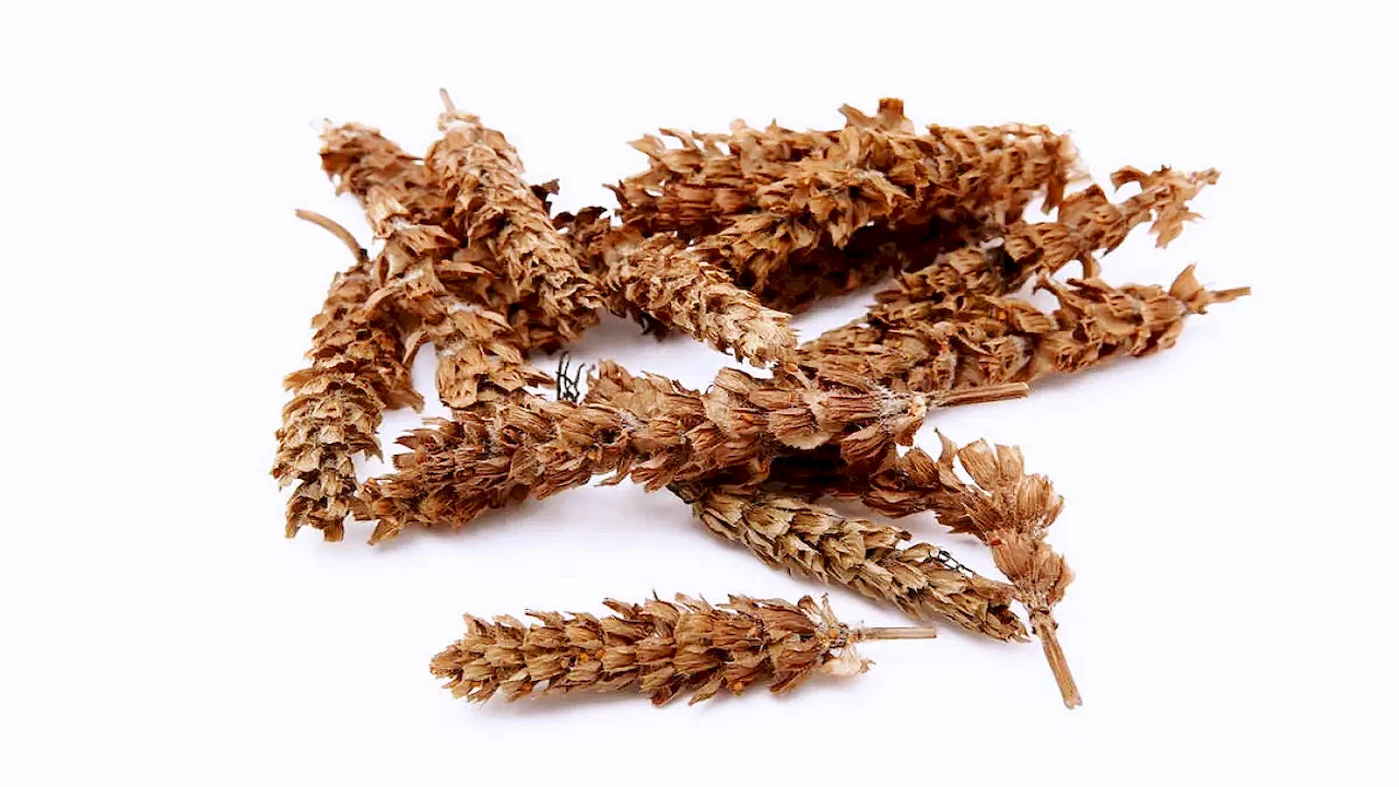 Spica Prunellae Extract
