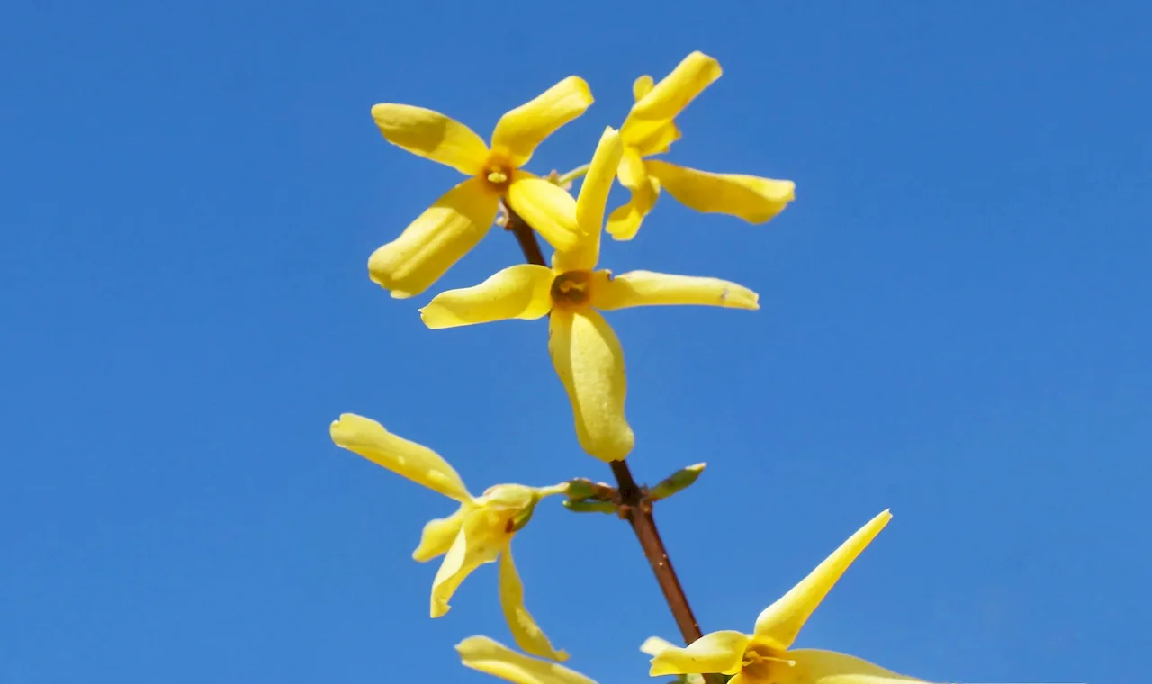 St. John's Wort Extract
