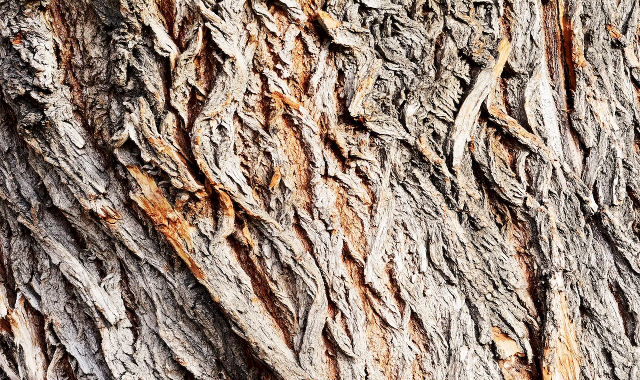 White Willow Bark Extract