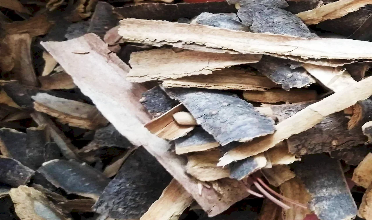 White Willow Bark