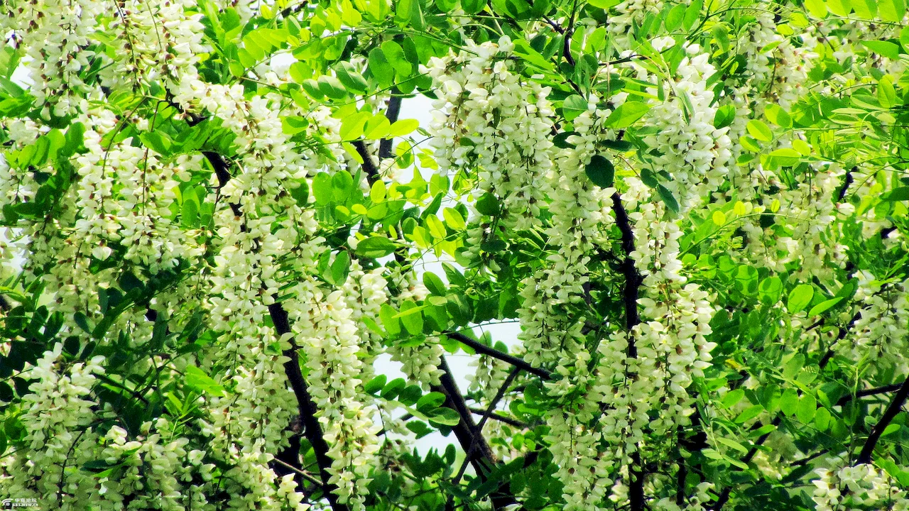pure acacia honey