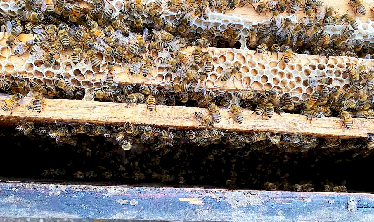 Bee farm