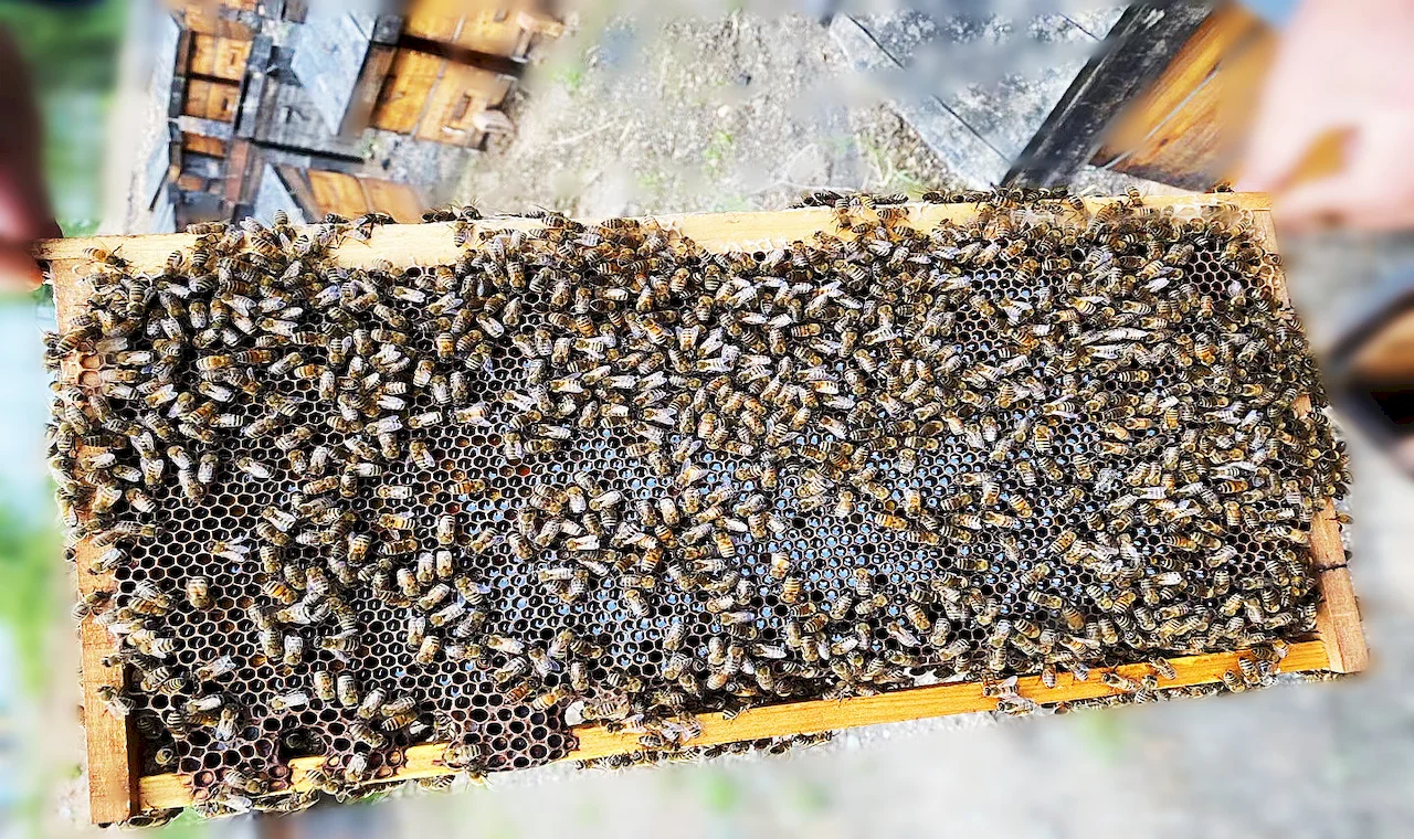 Beehive frame with Bees