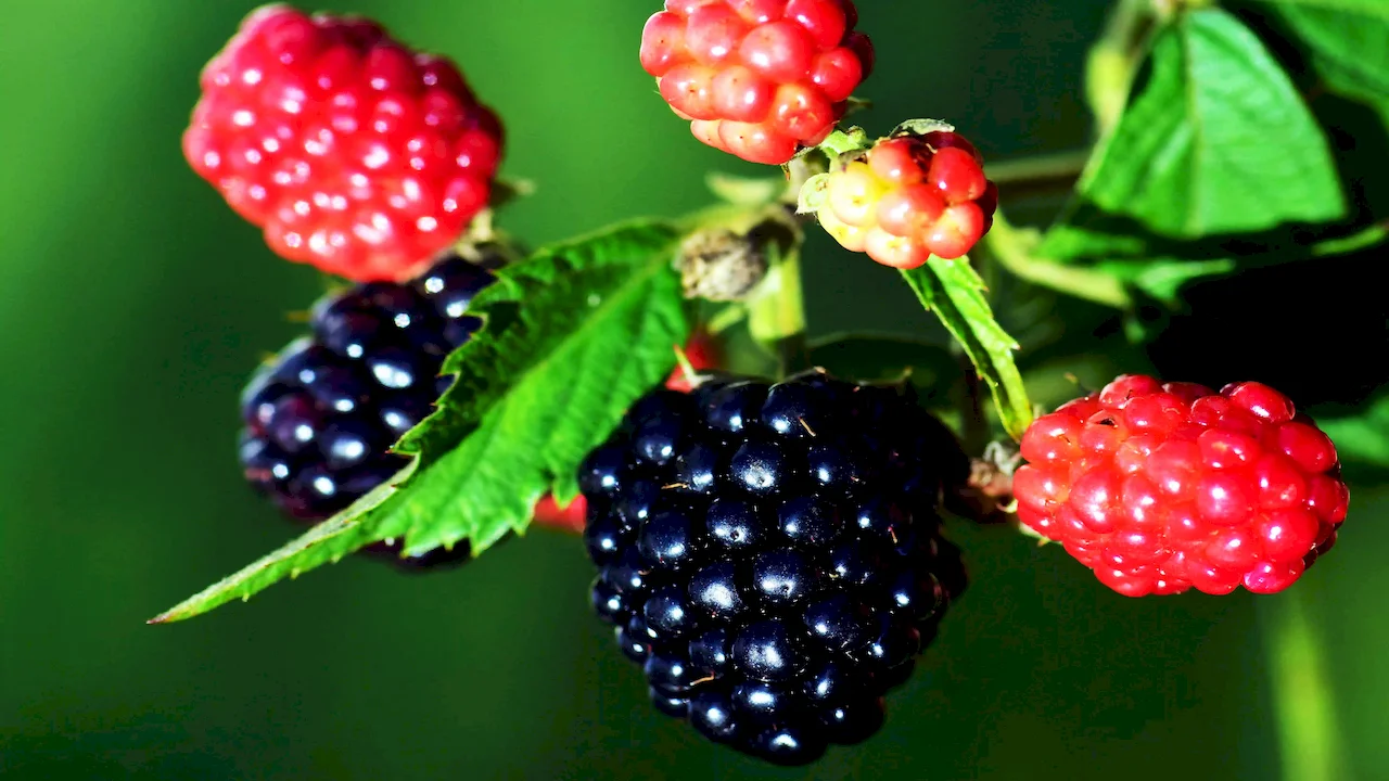 BlackBerry Extract Powder