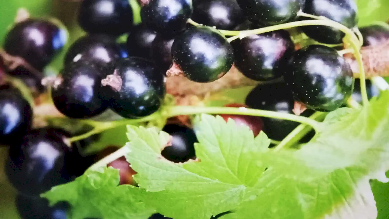 Blackcurrant Extract Powder