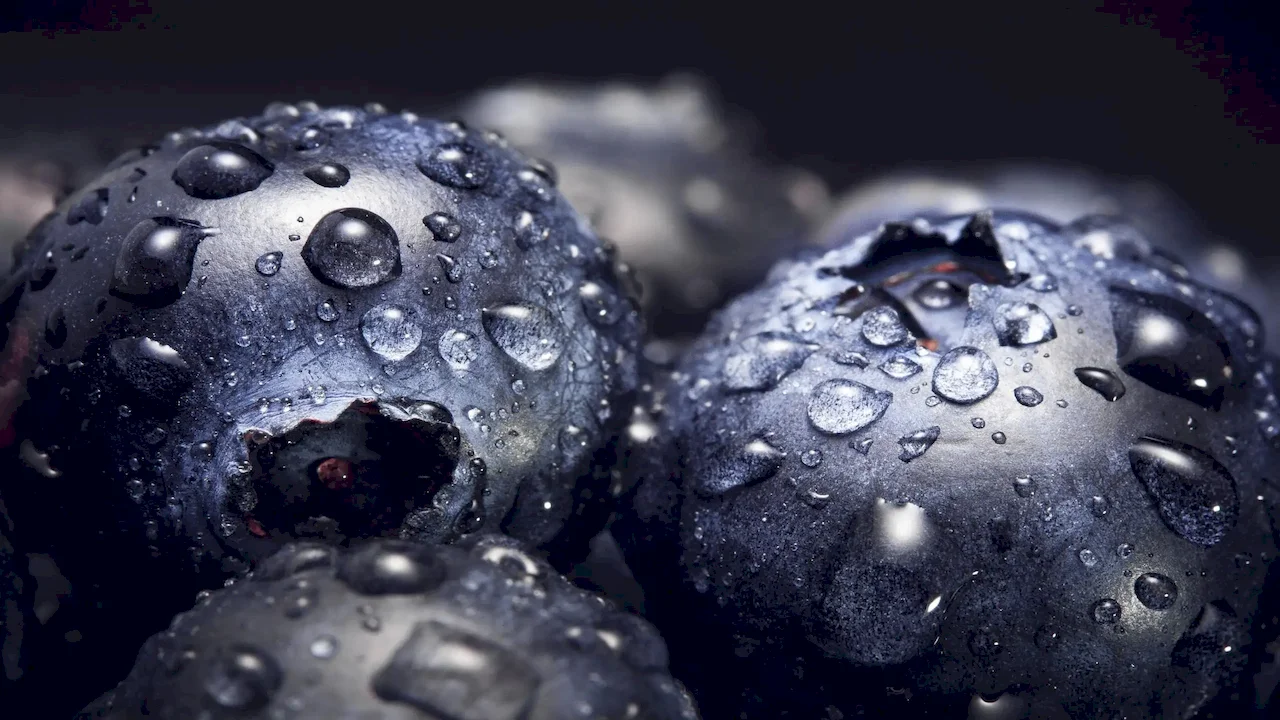 blueberry powder