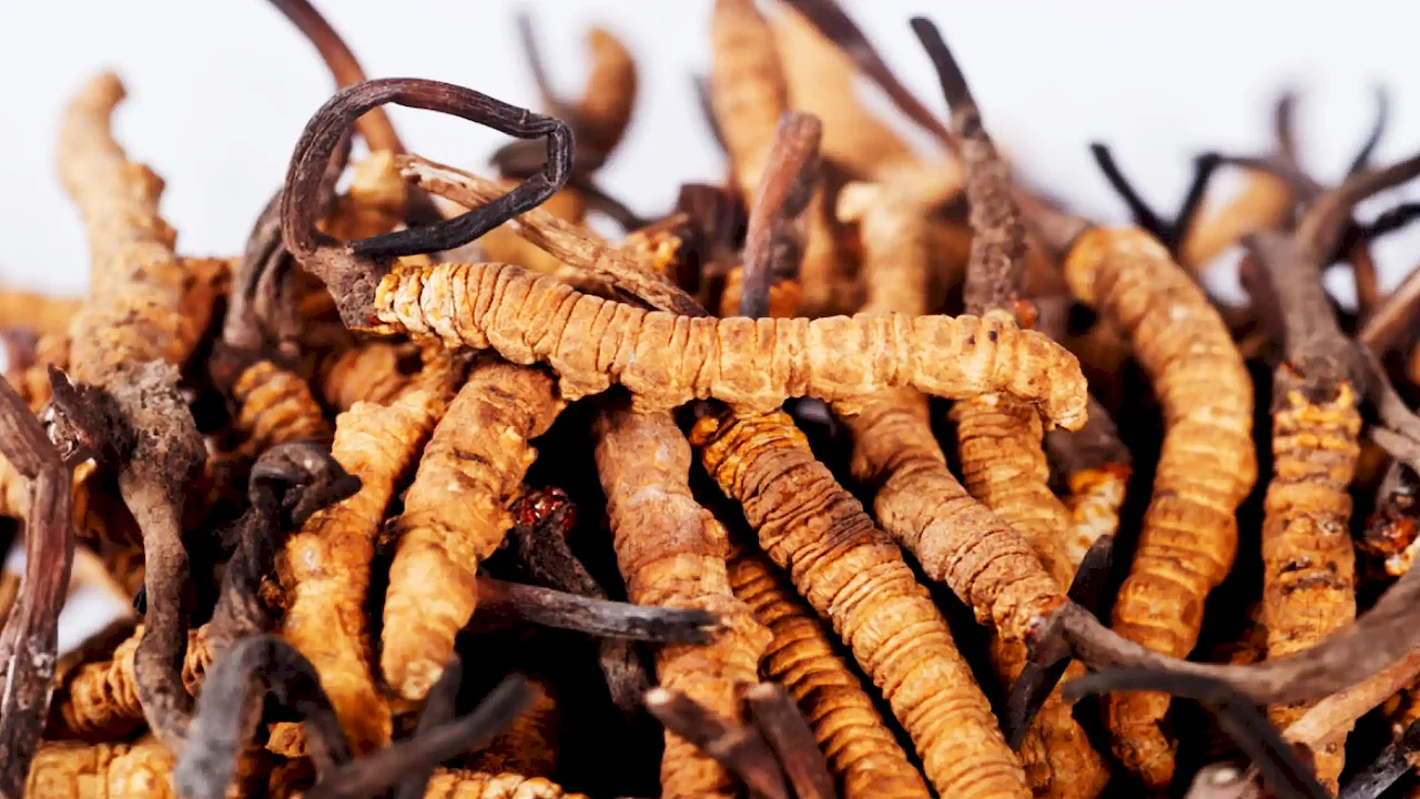 Cordyceps Militaris Extract