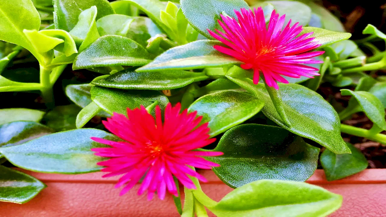 Andrographis Extract