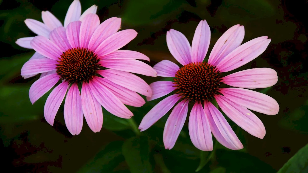 Echinacea Extract
