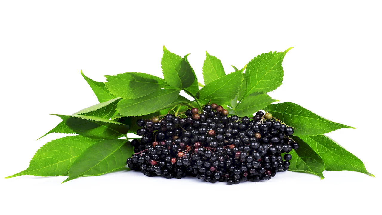 elderberry extract