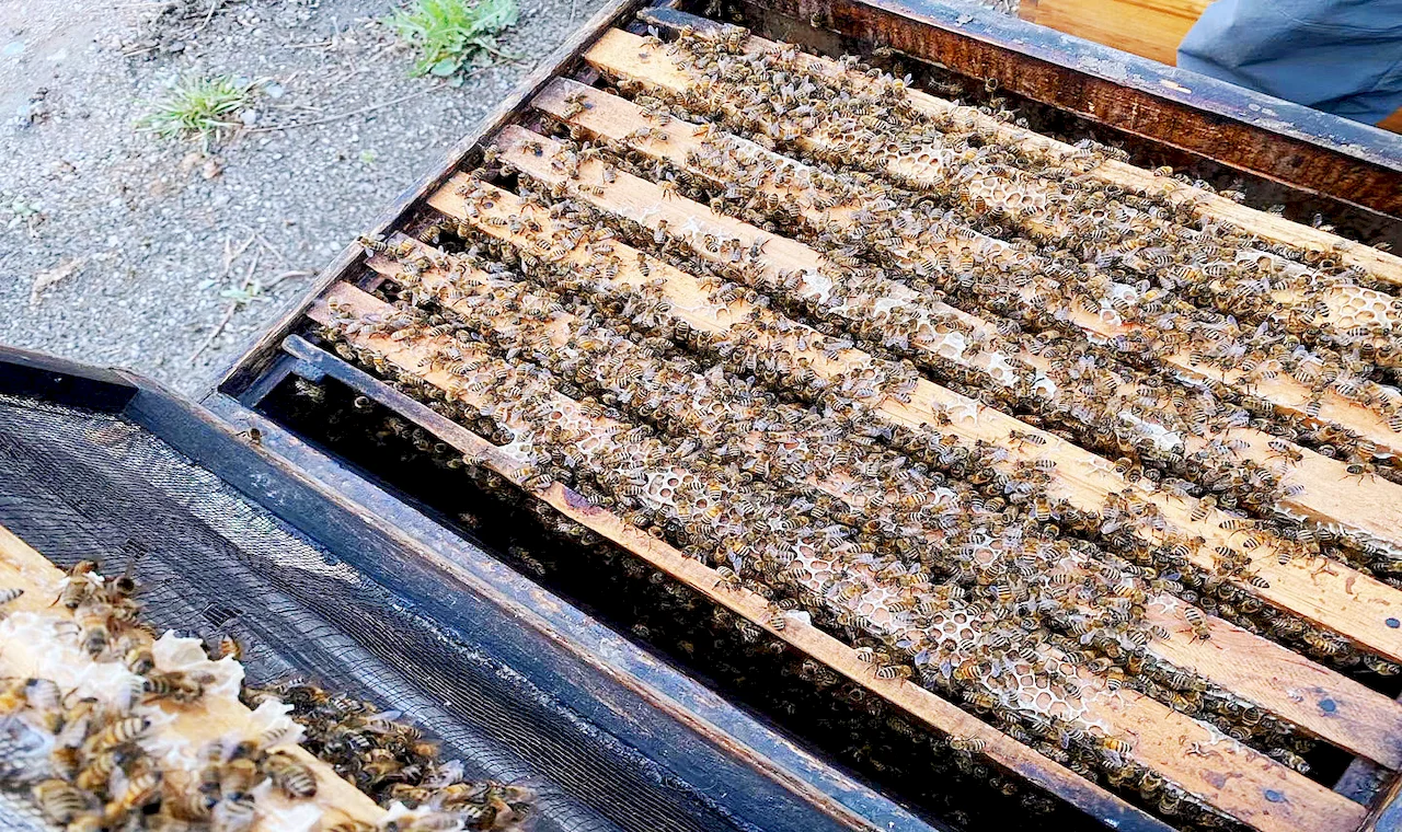 bee swarm