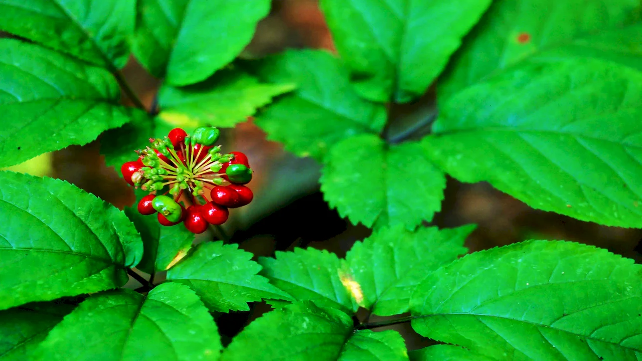 Ginseng Extract