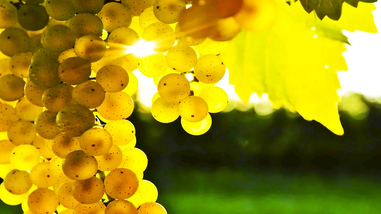 organic grape seed extract