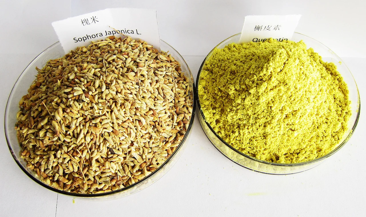Quercetin is extracted from sophora japonica 