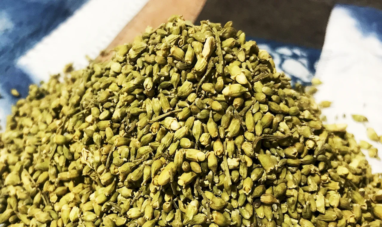 Quercetin is extracted from sophora japonica bud.