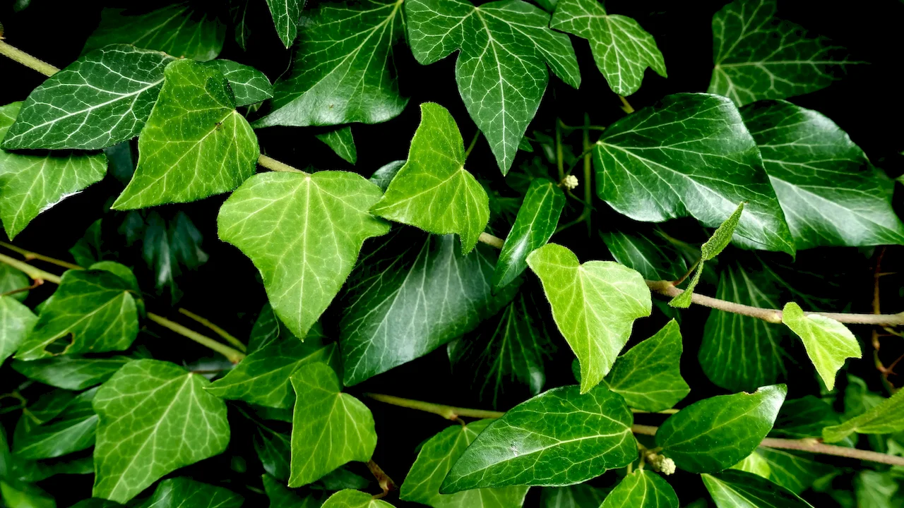 Ivy Extract