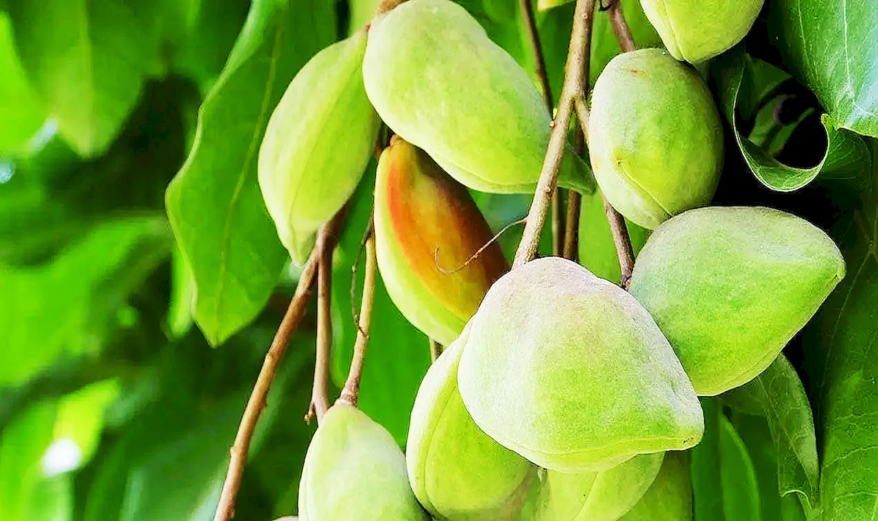 Kakadu plum extract