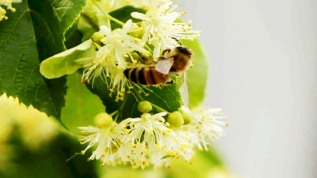 linden honey