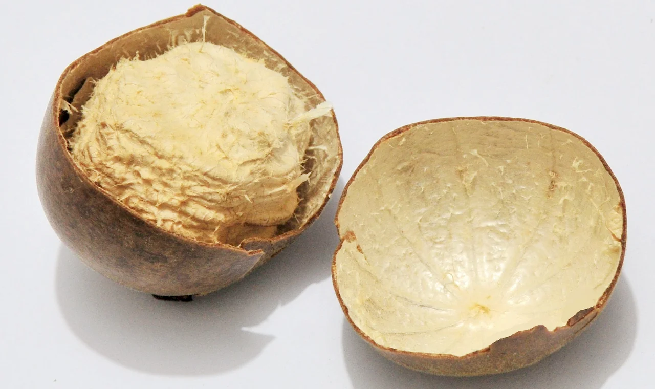 Monk Fruit Extract
