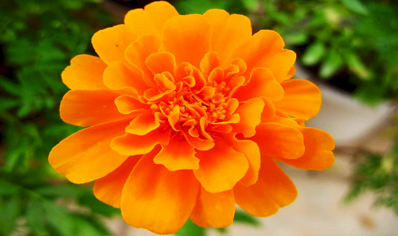 Marigold extract
