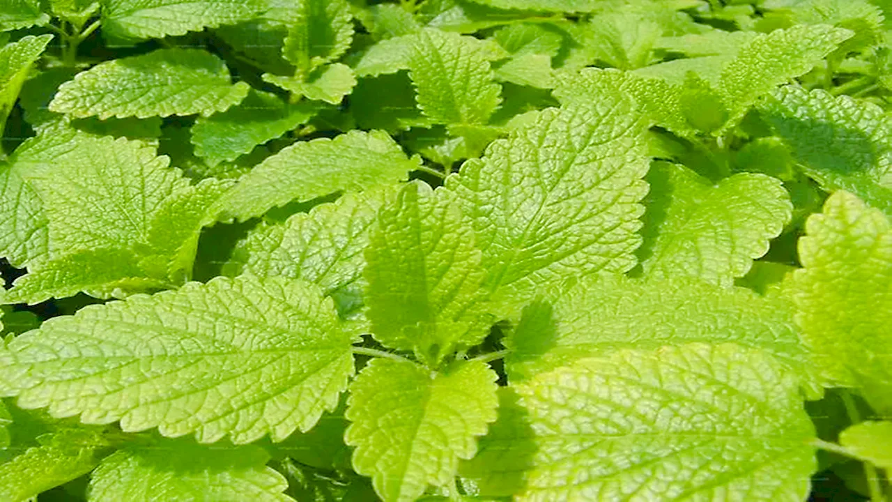 melissa extract