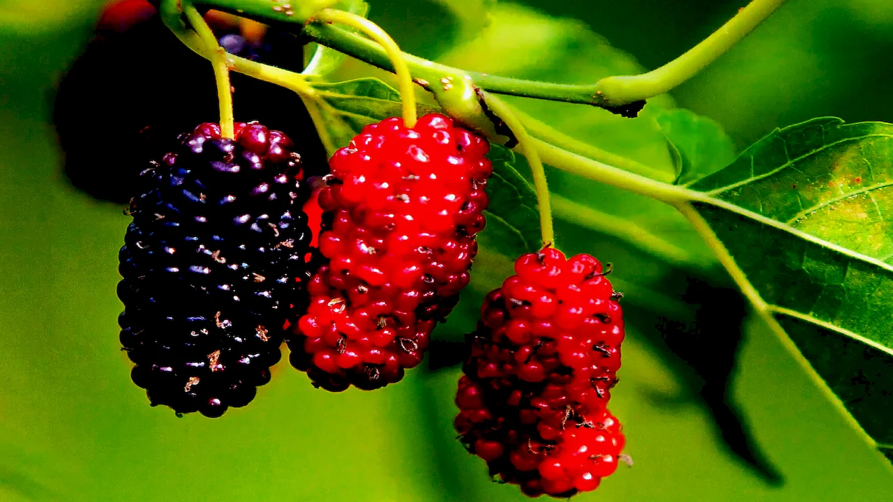 mulberry fruit extract