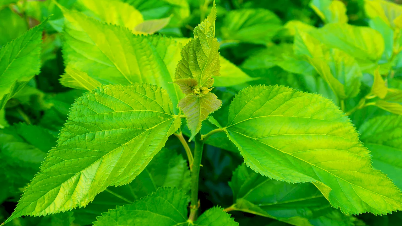 mulberry leaf extract