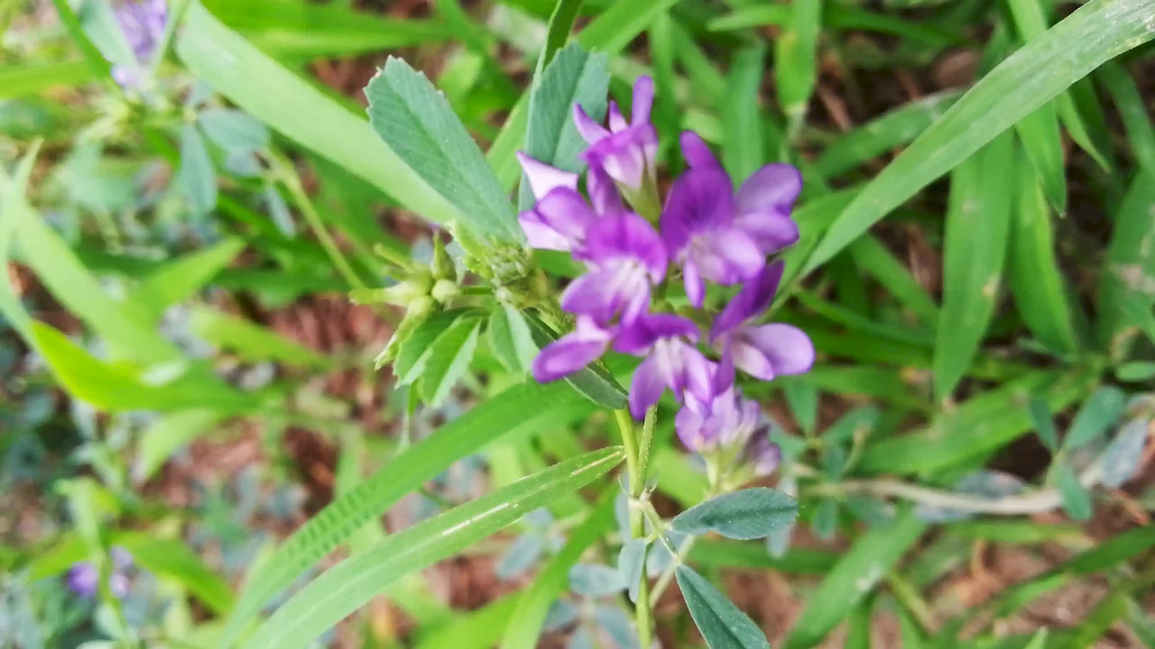 Alfalfa Extract