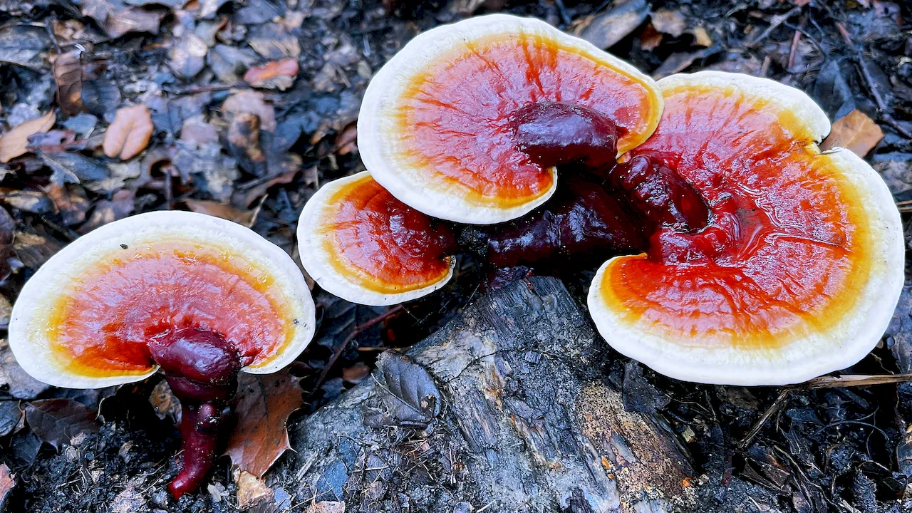 Reishi Mushroom Extract