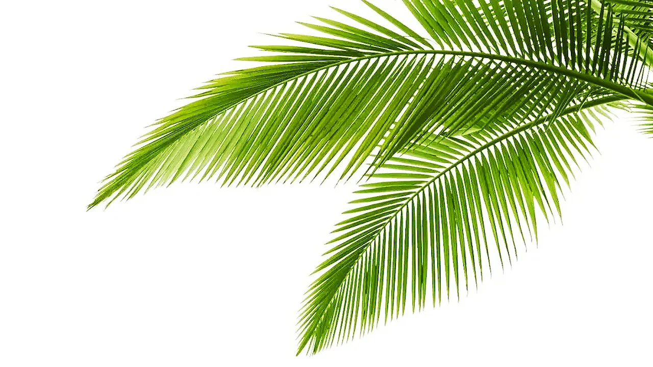 saw Palmetto fruit