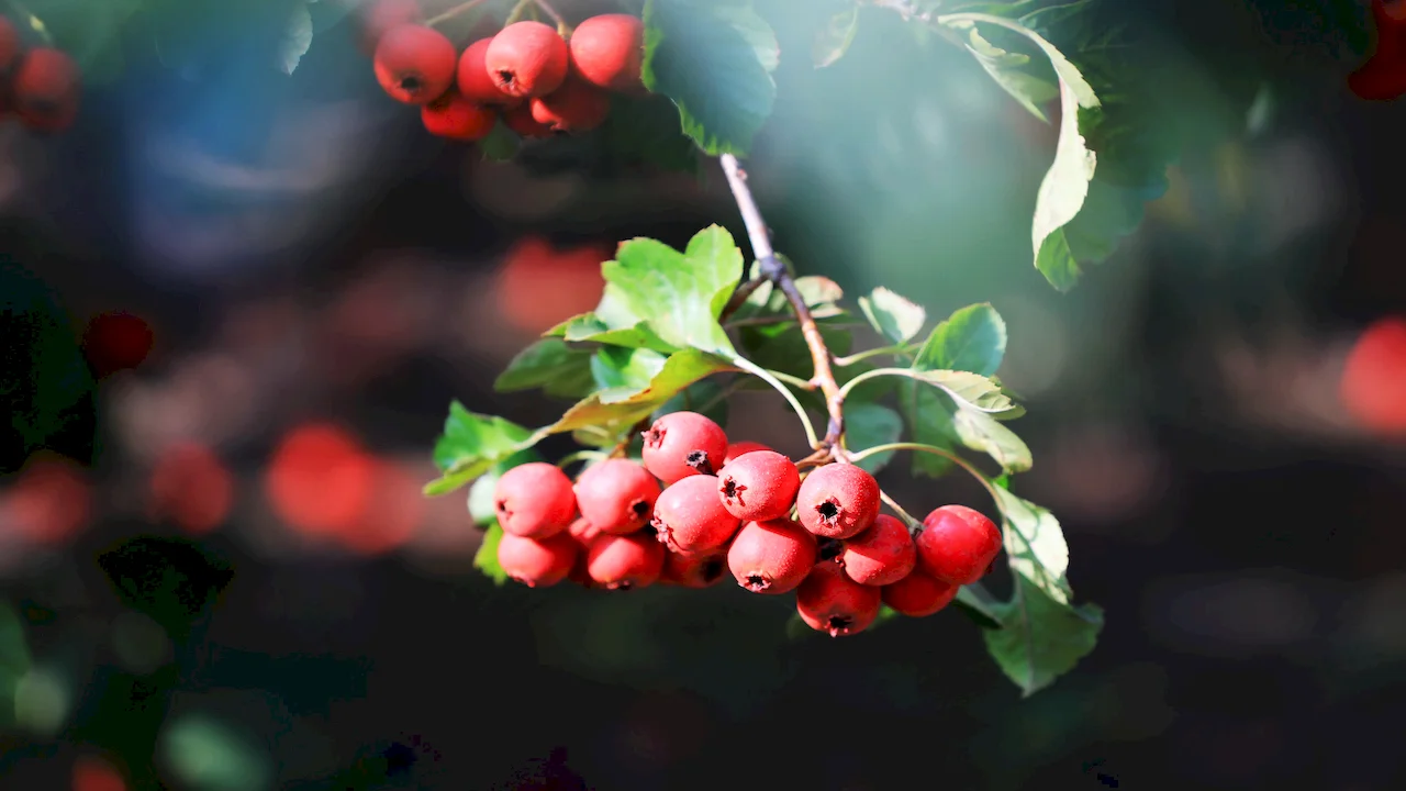 hawthorn extract