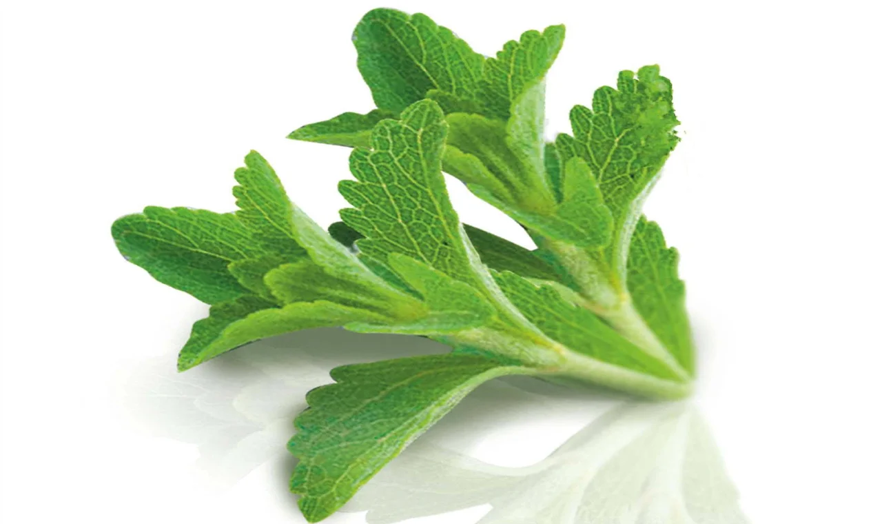 Stevia Extract