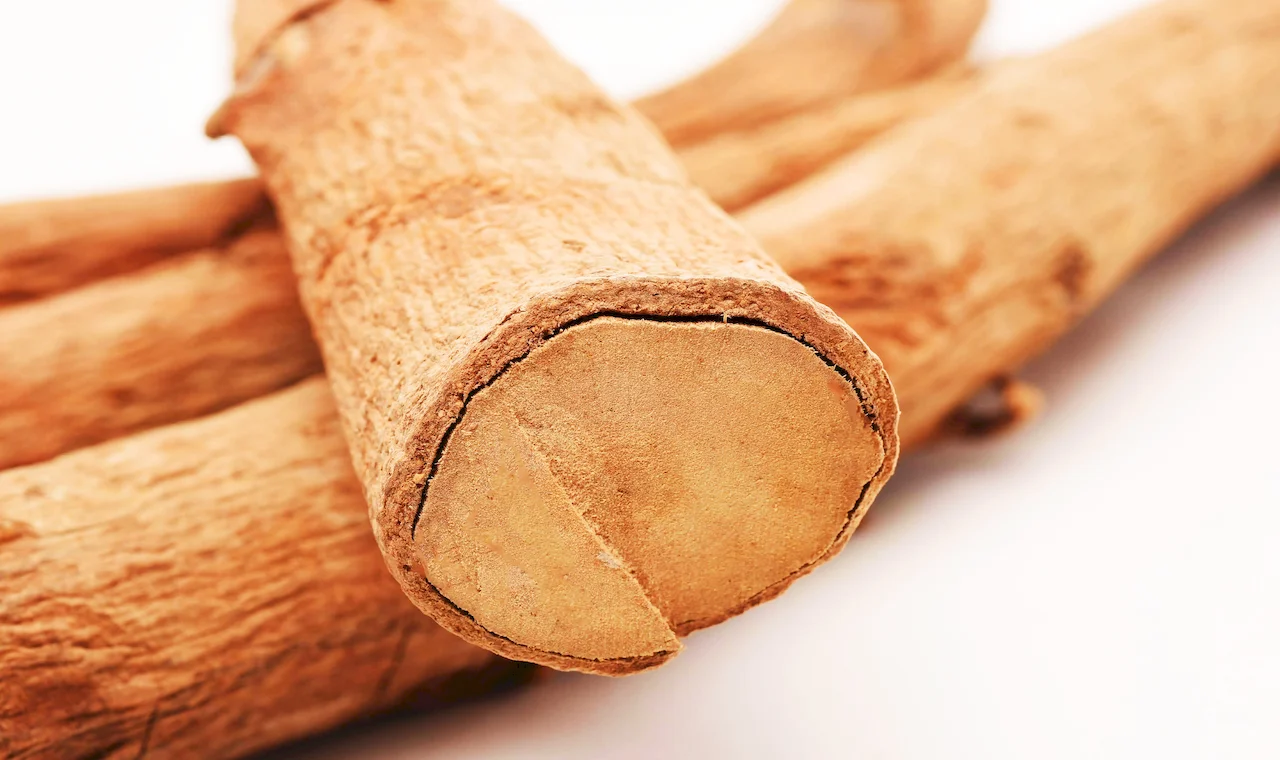 tongkat ali root extract