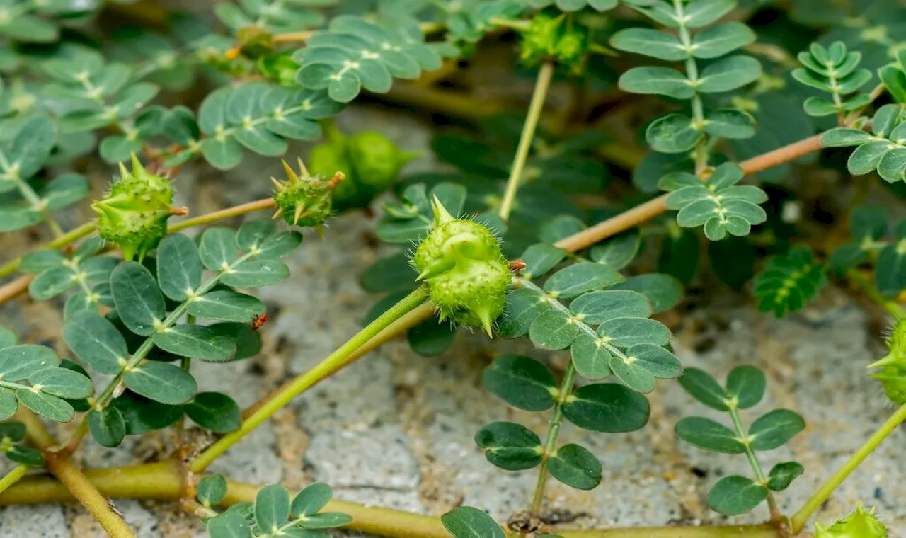 Tribulus TerrestrisL