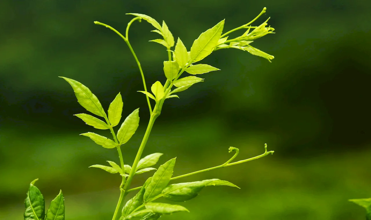 vine tea extract